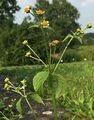 Kleinblütiges Franzosenkraut - Galinsoga parviflora Cav.