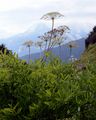 Berg-Laserkraut - Laserpitium siler L.