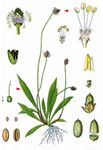 Spitz-Wegerich - Plantago lanceolata L. 