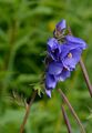 Jacob's-Ladder - Polemonium caeruleum L.