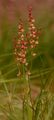 Sheep's Sorrel - Rumex acetosella L.