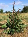 Broad-Leaved Dock - Rumex obtusifolius L.