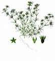 Annual Knawel - Scleranthus annuus L.