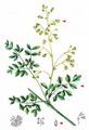 Lesser Meadow-Rue - Thalictrum minus L.