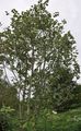 Grau-Erle - Alnus incana (L.) Moench
