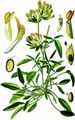 Echter Wundklee - Anthyllis vulneraria L.