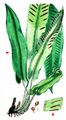 Hart's-Tongue - Asplenium scolopendrium L.