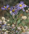 Kalk-Aster - Aster amellus L.