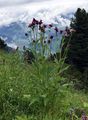 Great Marsh Thistle - Carduus personata (L.) Jacq.