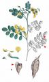 Bladder-Senna - Colutea arborescens L.