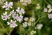 Coriander - Coriandrum sativum L.