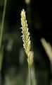 Sand Couch - Elytrigia juncea (L.) Nevski