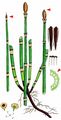 Rough Horsetail - Equisetum hyemale L.