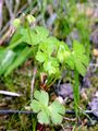 Shining Crane's-Bill - Geranium lucidum L.