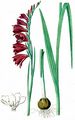 Dachziegelige Siegwurz - Gladiolus imbricatus L.