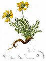Gewöhnlicher Hufeisenklee - Hippocrepis comosa L.
