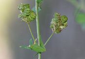 Lucerne - Medicago sativa L.