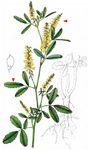 Hoher Steinklee - Melilotus altissimus Thuill. 