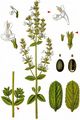 Hairless Cat-Mint - Nepeta nuda L.
