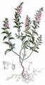 Common Bartsia - Odontites vulgaris Moench