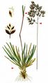 Alpine Meadow-Grass - Poa alpina L.