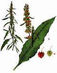 Gemüse-Ampfer - Rumex longifolius DC. 