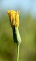Scorzonera - Scorzonera hispanica L.