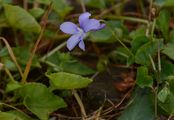Hill Violet - Viola collina Besser