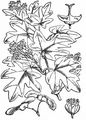 Field Maple - Acer campestre L.