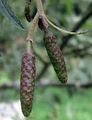 Grau-Erle - Alnus incana (L.) Moench