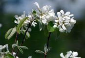  - Amelanchier ovalis Medik.
