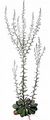 Daisy-Leaved Toadflax - Anarrhinum bellidifolium (L.) Willd.
