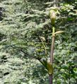 Wild Angelica - Angelica sylvestris L.