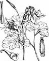 Columbine - Aquilegia vulgaris L.