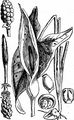Lords-And-Ladies - Arum maculatum L.