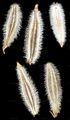 Alpen-Augenwurz - Athamanta cretensis L.