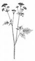 Behaarter Kälberkropf - Chaerophyllum hirsutum L. 