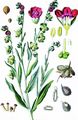 Hound's-Tongue - Cynoglossum officinale L.