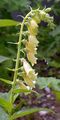 Yellow Foxglove - Digitalis grandiflora Mill.