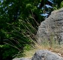 Pale Fescue - Festuca pallens Host