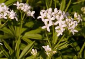 Waldmeister - Galium odoratum (L.) Scop.