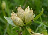 Tüpfel-Enzian - Gentiana punctata L.