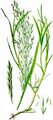 Reed Sweet-Grass - Glyceria maxima (Hartm.) Holmb.