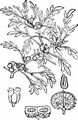 Swine-Cress - Lepidium coronopus (L.) Al-Shehbaz