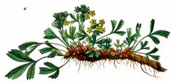 Trailing Tormentil - Potentilla anglica Laichard.