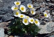 Gletscher-Hahnenfuß - Ranunculus glacialis L.