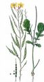 Acker-Rettich - Raphanus raphanistrum L.