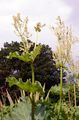 Rhubarb - Rheum rhabarbarum L.