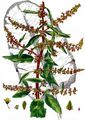 Broad-Leaved Dock - Rumex obtusifolius L.