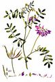 Crown Vetch - Securigera varia (L.) Lassen